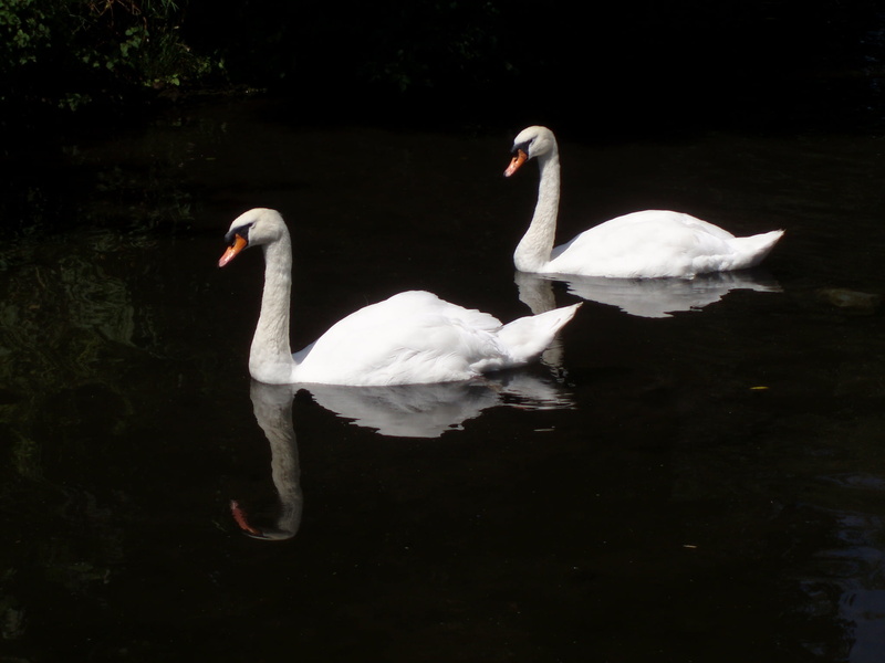 swan, body of water, pond, Nature, two, cygne, lake, 1080P, white swans, wildlife, bird, swans, animal, water, oiseau, body, white, Side By Side