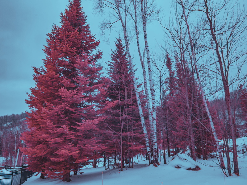 infrared, tranquil scene, bare tree, mont blanc, canada, saint-faustin-lac-carré, beauty in nature, scenics - nature, snow, non-urban scene, covering, day