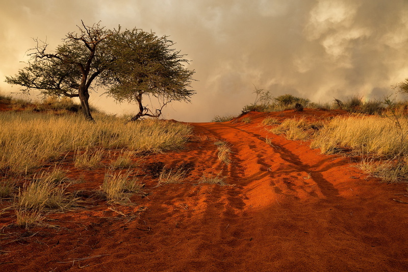 road, trees, tree, sand, Namibia, Africa, grass, hills, green, leave, 1080P