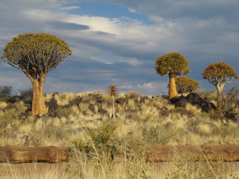 outdoors, arid climate, climate, plant, tranquility, namibia, no people, cloud - sky, scenics - nature, tranquil scene, grass, tree, 4K, growth, kalahari