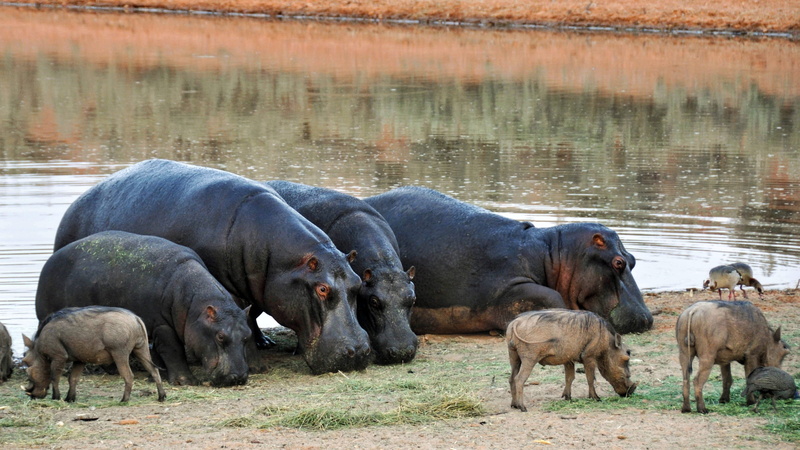 livestock, field, animal wildlife, group of animals, Africa, water, medium group of animals, herd, eat, animals, lake, national park, animal, Nature, mammal