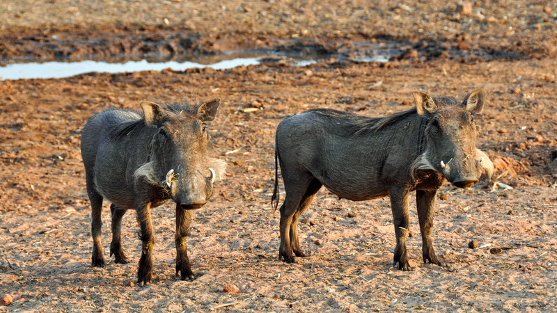 wild animal, two animals, vertebrate, travel destinations, animal wildlife, no people, safari, animal family, focus on foreground, arid climate, climate