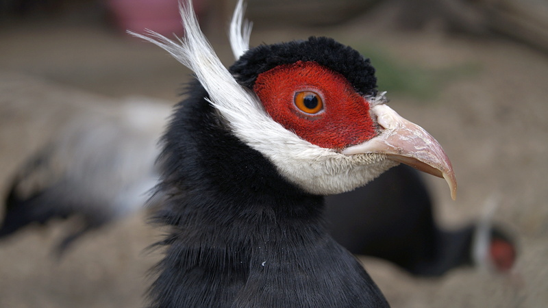 profile view, bird, red, beak, black color, eye, head, white, animal eye, 4K, perseid, focus on foreground, portrait, body part, no people, animal themes