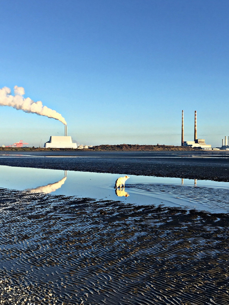 industry, outdoors, waterfront, factory, smoke, copy space, water, sea, beach, beauty, chimney, reflection, ireland, dog, built structure, smoke - physical structure