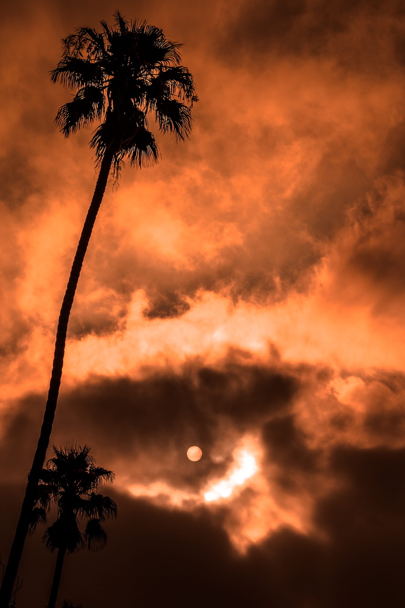 idyllic, outdoors, solar, 2K, day, clouds, no people, orange color, tropical climate, plant, tranquility, tranquil scene, eye, moon, palm leaf