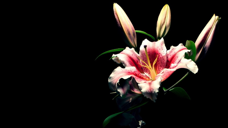 growth, copy space, pink Color, isolated, isolated On Black, botany, stargazer, leaf, nature, yellow, lily, freshness, macro, inflorescence, decoration