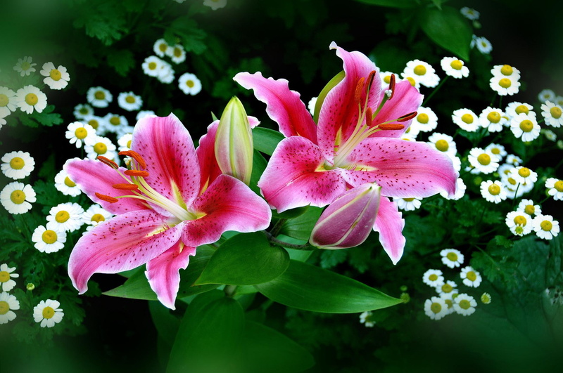 easter, lilies, stargazer, white, daisies, spring, amp, 1080P, holiday, flowers, 3d and abstract