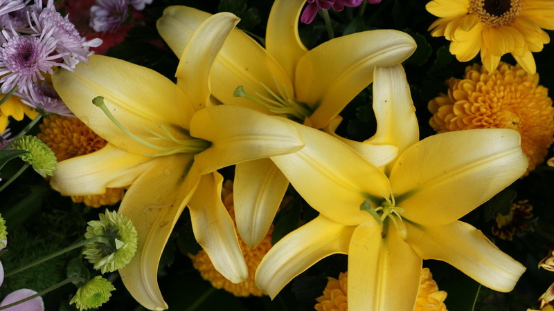 3d and abstract, garden, stargazer, 1080P, lilies, flowers, stargazer lily