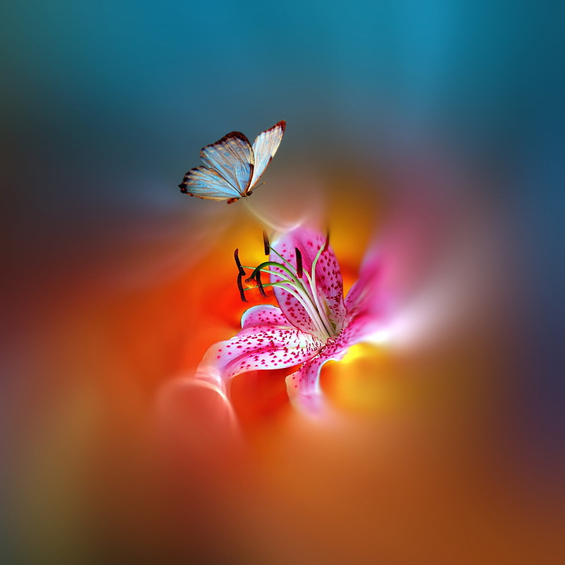 styling, beauty in nature, invertebrate, stargazer, macro, lily, animal wildlife, butterfly - insect, freshness, blue, animal themes, digital composite