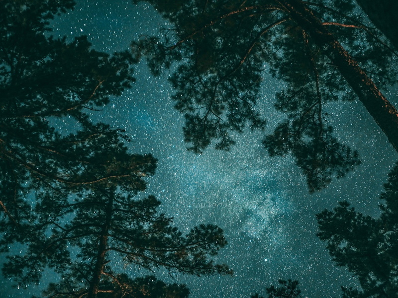night time, tree, photography, dark, trees, growth, milkyway, low angle view, leafed, blizzard, tranquil scene, stargazers, star - space, snowing, beauty in nature