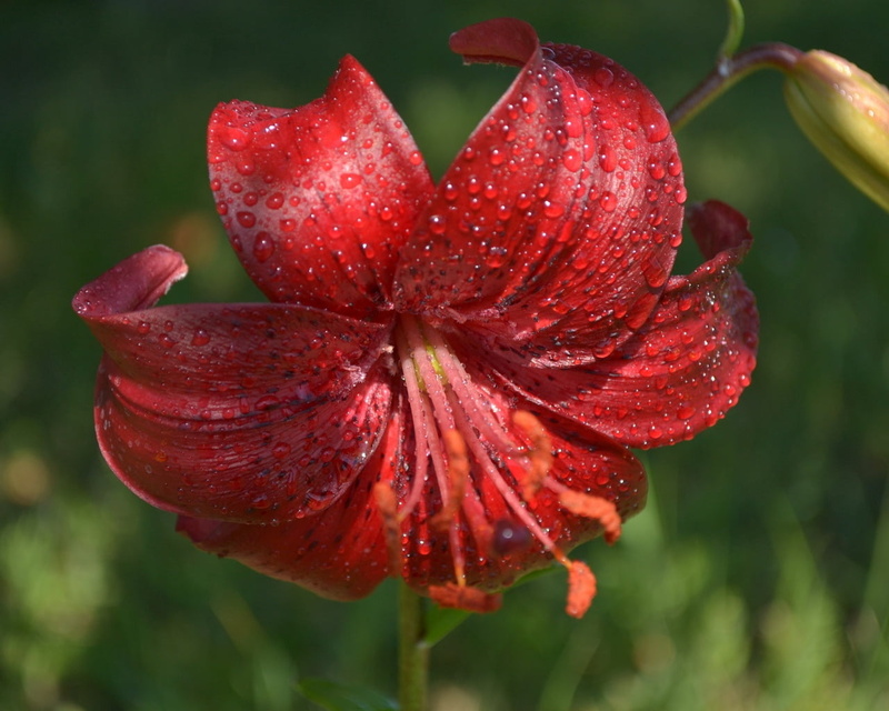 petal, focus on foreground, red stamens, no People, leaf, stargazer, formal Garden, single Flower, botany, stem, summer, flower Head, green Color, purple