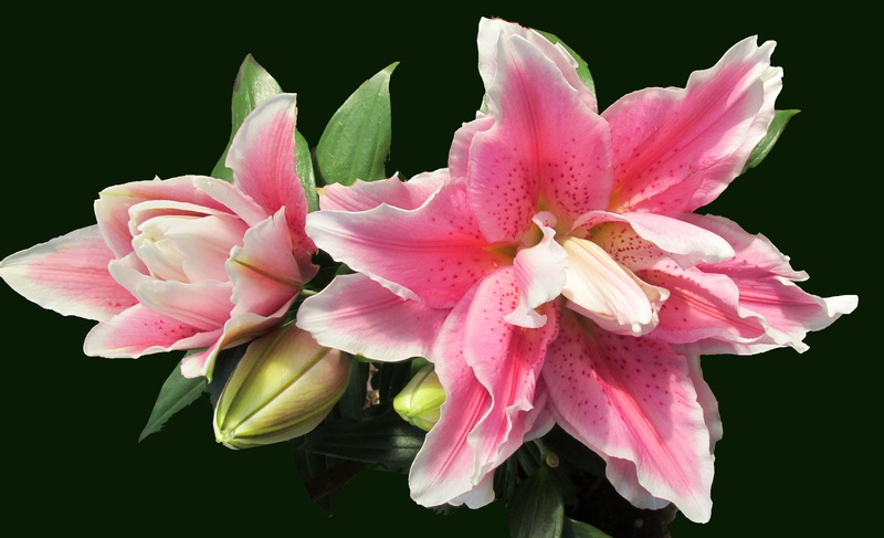 perfumed, stargazer, fragility, beauty in nature, flowering plant, pink color, buds, freshness, indoors, pollen, lilies, 4K, softness, studio shot, petal