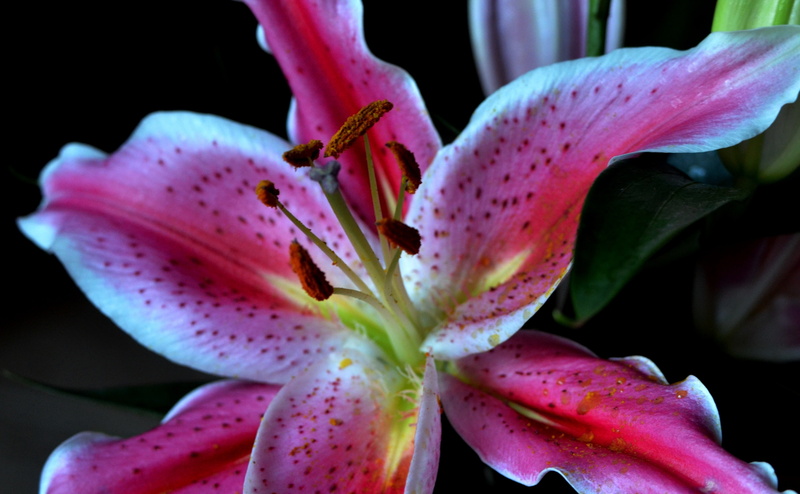 plant, springtime, stargazer, flowering plant, 4K, pollen, flower, Ohio, soft focus, vulnerability, outdoors, hamilton, flower head, growth, pink color