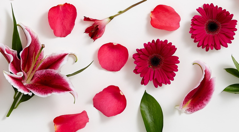alstroemeria, Fancy, directly above, plant, Rose, flower, Daisy, studio shot, vulnerability, Pink, flowering plant, freshness, high angle view, Petals