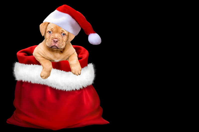 christmas, christmas motif, copy space, holiday, give, celebration, christmas time, dressing up, cap, merry christmas, christmas greetings, red, christmas wishes