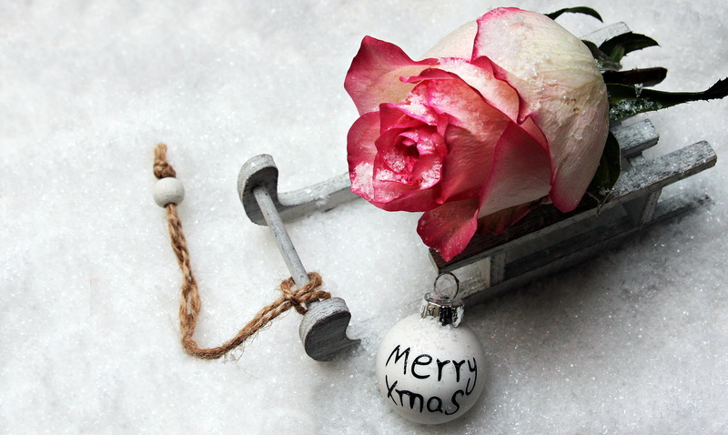 map, cold, deco, carriage with rose, harmony, snowing, toboggan, pink rose, greeting card, celebration, christmas time, close-up, rose, petaled, christmas card