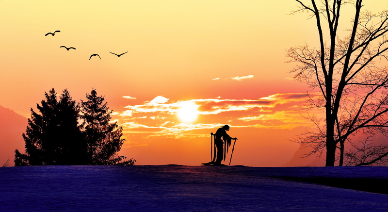 orange, plant, orange Color, landscape, the witch, sunset, bird, sunrise - Dawn, orange sky, outdoors, birds, near, morning light, group of animals, 4K