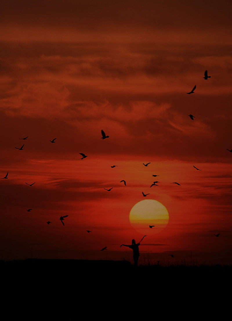 animal, standing, outdoors, sky, white, mid-air, animal themes, great, cloud, animals in the wild, silhouette, vertebrate, woman, bird, seashore, animal wildlife