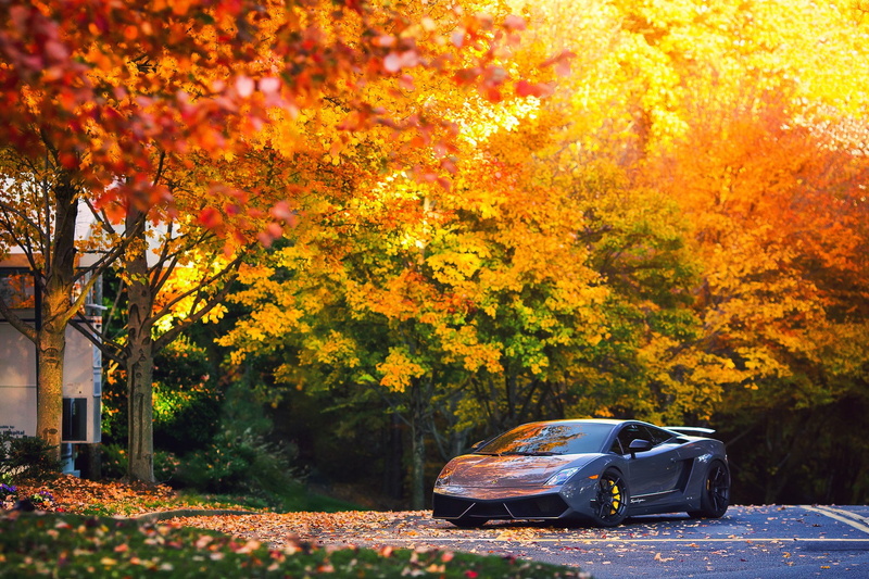 fall, Lamborghini, lamborghini gallardo superleggera, Lamborghini Gallardo Superleggera LP570, car, Gallardo, 1080P