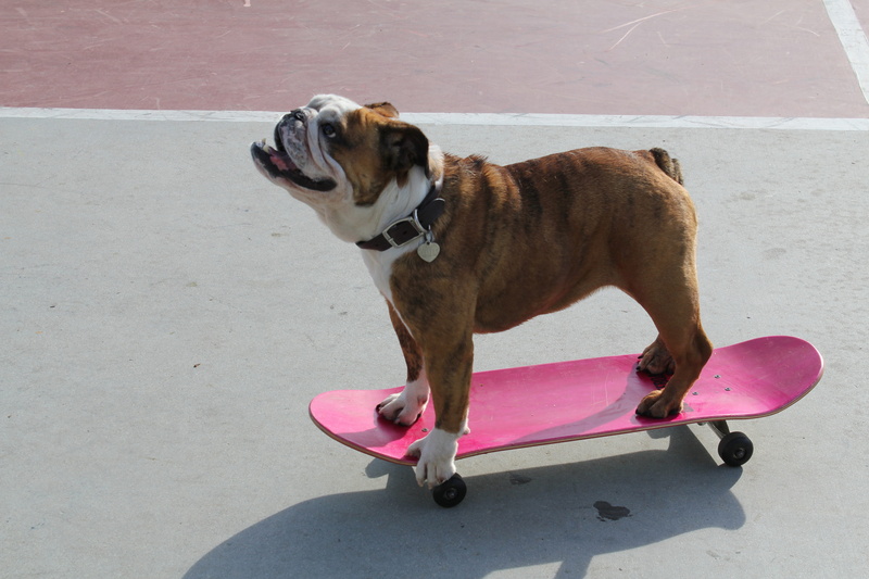 brindle, looking, day, full length, cute, domestic, one animal, action, pink, animal, pets, portrait, nature, high angle view, dog, adorable, skateboard