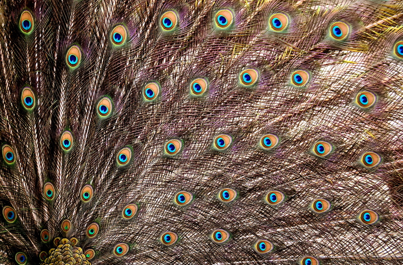 feathers, backgrounds, pride, nature, animal head, peacock, 4K, animal themes, colorful, fanned out, gorgeous, spring dress, feather, peacock wheel, animal wildlife