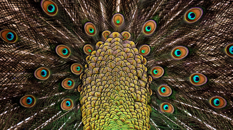 pattern, animal wildlife, colorful, animal body part, no people, one animal, gorgeous, full frame, vertebrate, iridescent, male animal, close-up, feather