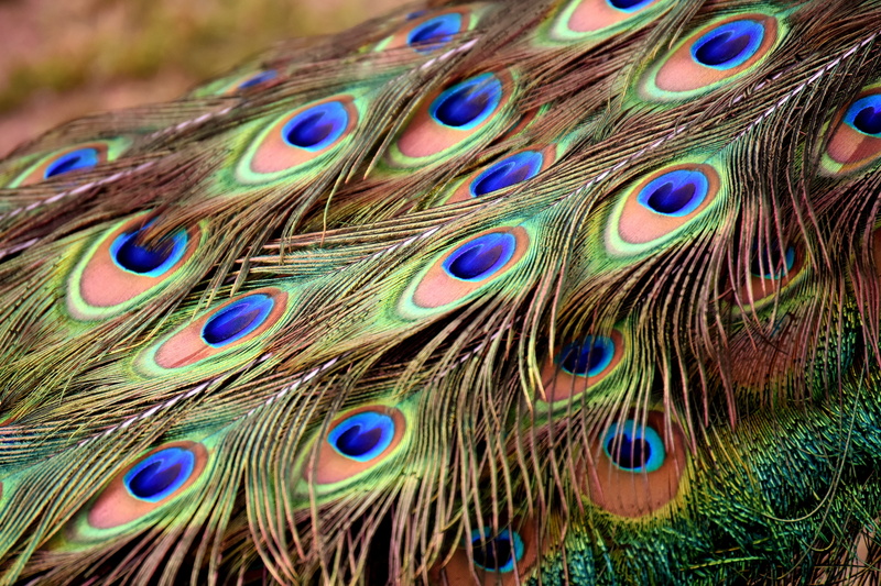 gorgeous, no people, animal, color, beauty in nature, softness, day, colorful, feather, green, animal wildlife, peacock wheel, pattern, nature, peacock