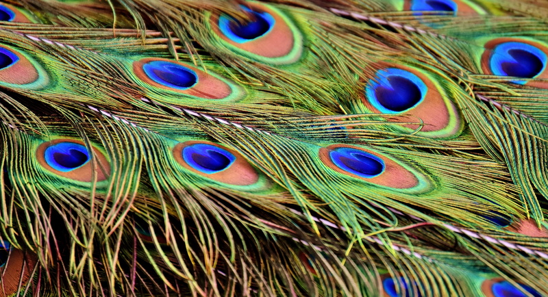 peacock feathers, full frame, wildlife photography, close-up, green, fragility, outdoors, vertebrate, iridescent, color, one animal, beauty in nature, animal