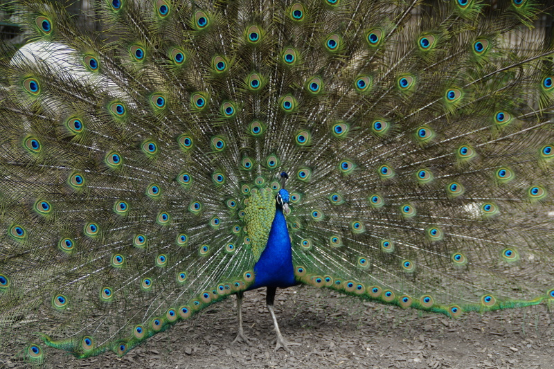 male animal, beat rad, iridescent, plumage, balz, no people, animals in the wild, males, colorful, animal wildlife, nature, feather, spring dress, blue