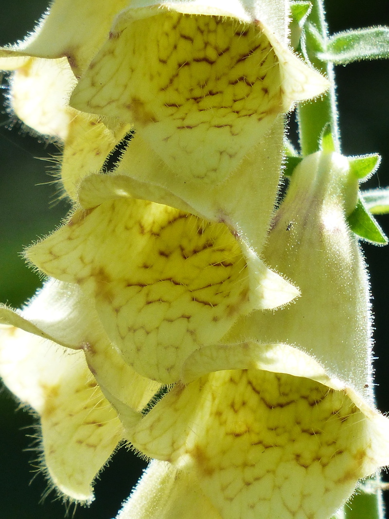 outdoors, einseitswendige grape, plantain greenhouse, eng rad, covered more slowly, sulfur yellow, pollen, yellow, beauty in nature, flowering plant, nature