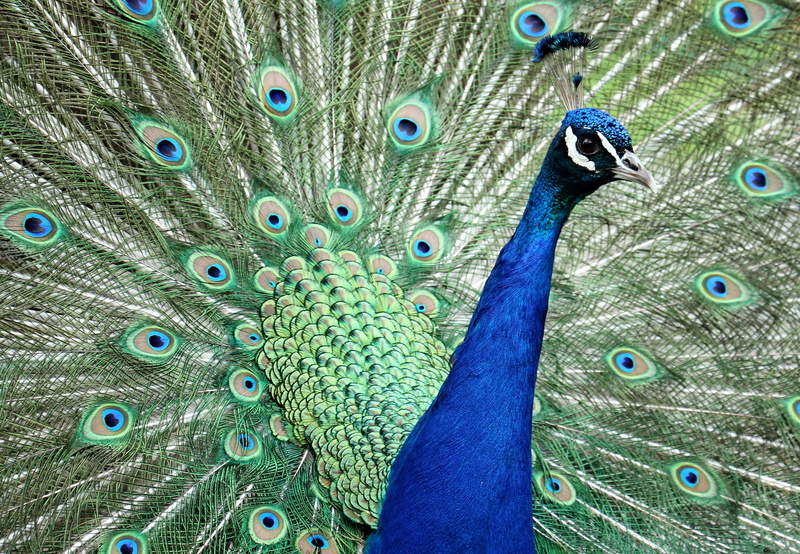 blue, animal wildlife, nature, colors, iridescent, day, close-up, photo, wheel, tail, plumage, beauty, beauty in nature, no people, beautiful, animal Head