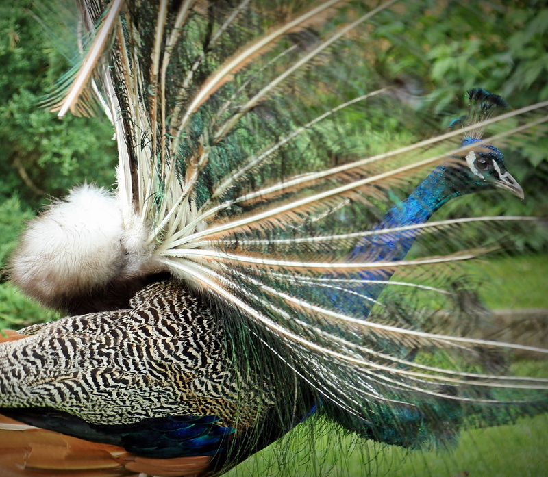 beauty in nature, nature, colorful, close-up, animals in the wild, growth, peacock feather, side view, plumage, focus on foreground, bird, animal themes