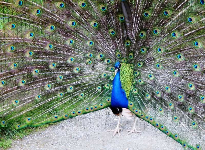 animals in the wild, blue, peacock feathers, 4K, vertebrate, green color, animal wildlife, feather, outdoors, beat rad, peacock, animal themes, day, colorful
