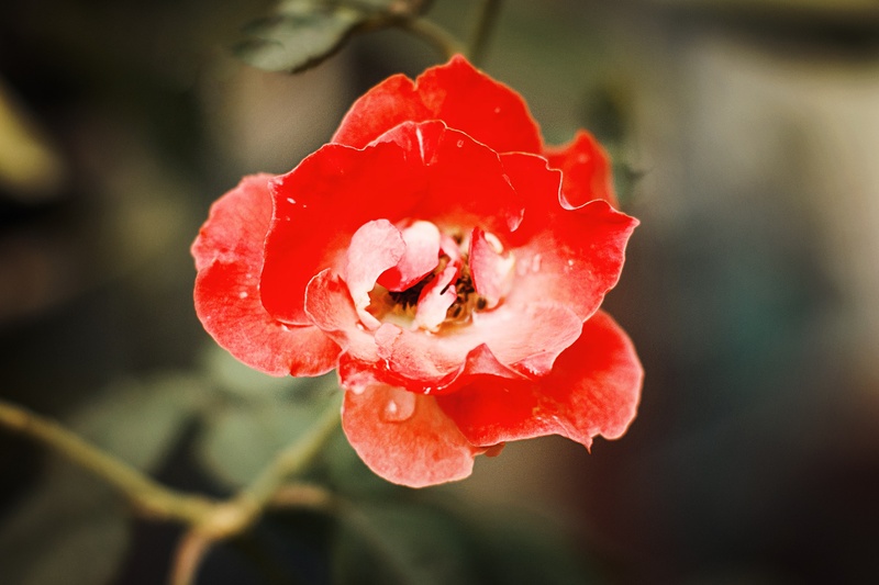 red, fragility, flowers, wet, flower, freshness, flower head, growth, ruby, beauty in nature, dew, petal, drop, flowering plant, nature, rose - flower