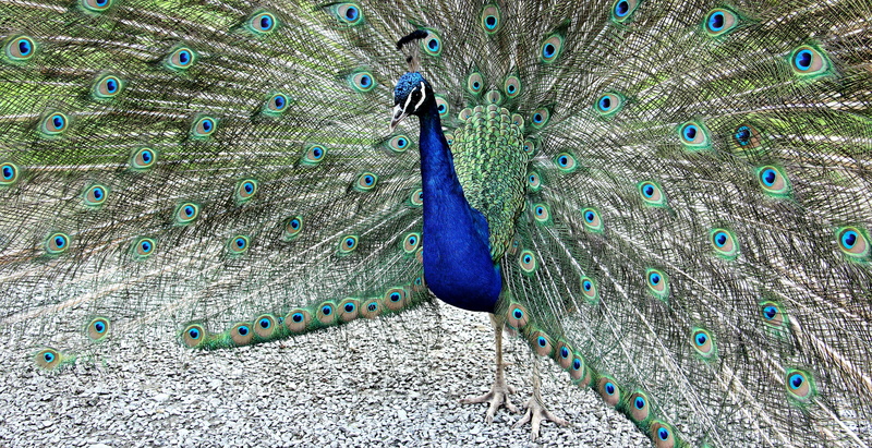 gorgeous, vertebrate, animal world, animal, bird, nature, wildlife photography, page review, beat rad, peacock, male animal, one animal, close-up, animals in the wild