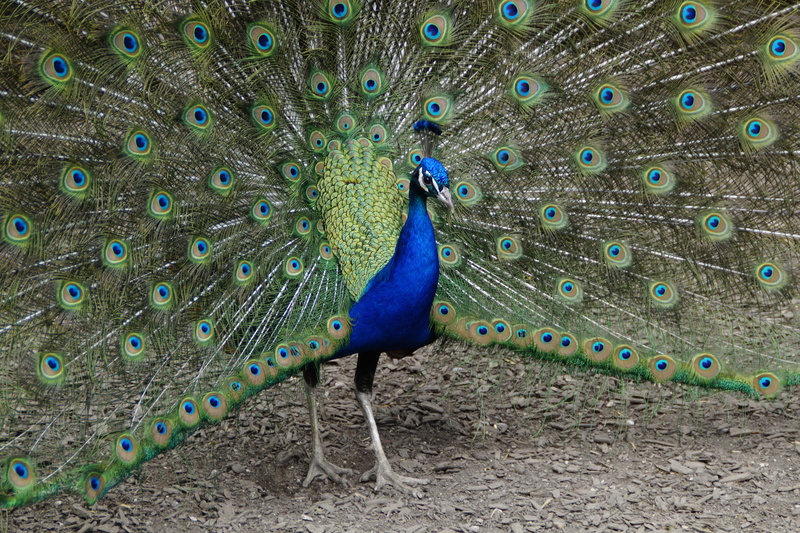 blue, male animal, nature, vertebrate, land, males, Peacock, animal wildlife, beauty in nature, one animal, peacock wheel, eastern, Wheel, beat rad, 5K