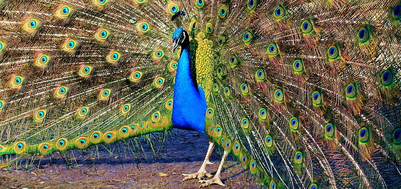 no people, one animal, animals in the wild, peacock feather, male animal, iridescent, 1080P, animal head, animal, bird, nature, animal wildlife, peacock