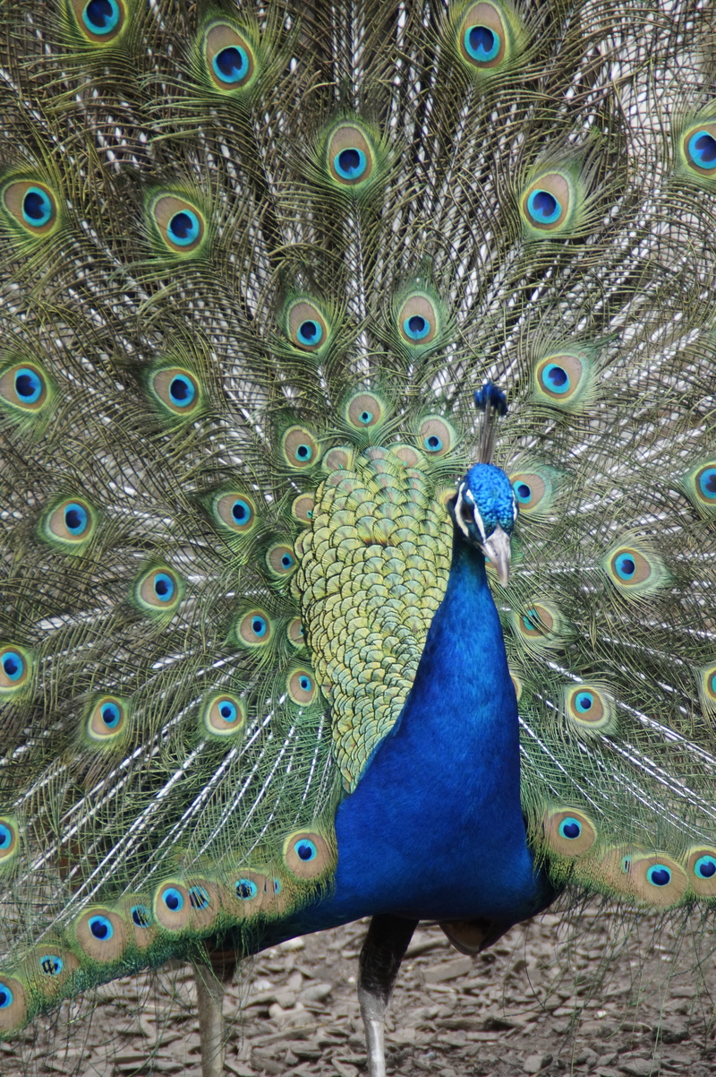 bird, colorful, green color, nature, outdoors, 5K, drawing, spring dress, animals in the wild, spread, pattern, close-up, peacock, animal, eastern, blue