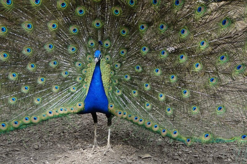 bird, day, animal wildlife, males, one animal, 5K, land, nature, peacock feather, eastern, spread, fanned out, balz, animal themes, beauty in nature, colorful