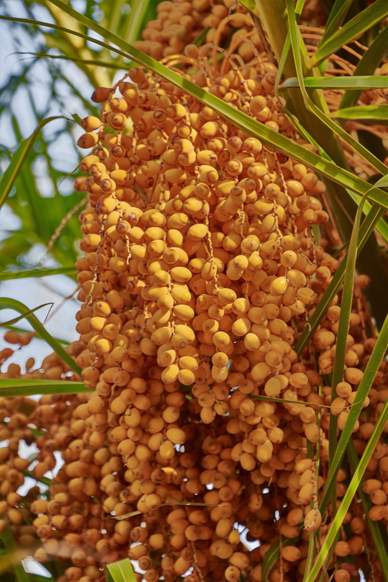palm tree, day, green color, dates, wellbeing, tree, close-up, palmas, focus on foreground, growth, no people, fruit, yellow, plant, nature, agriculture