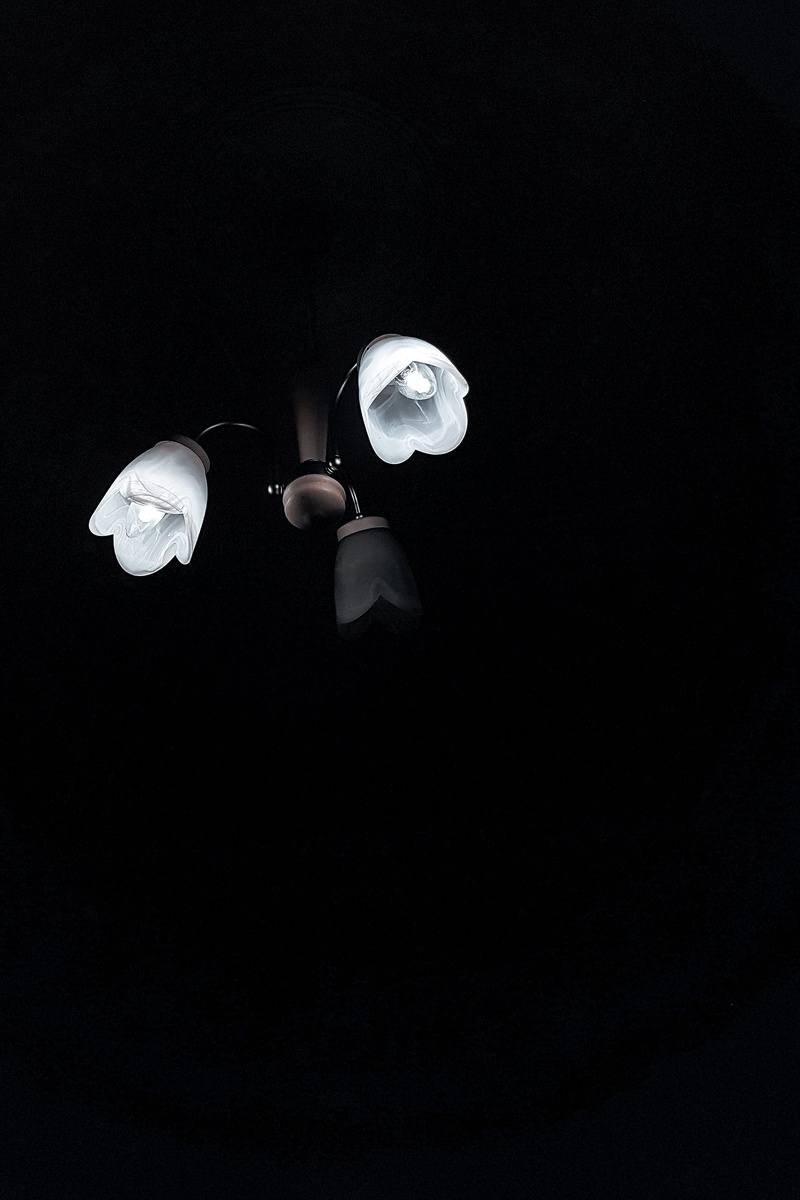 dark, lamp, freshness, group of animals, petal, studio shot, depth of field, 2K, spain, animals in the wild, white color, inflorescence