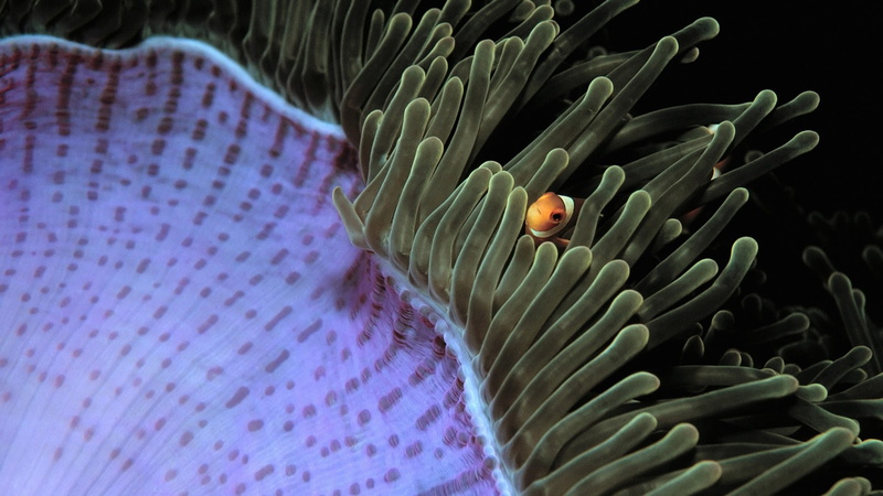 clownfish, fish, 1080P, underwater, sea anemones