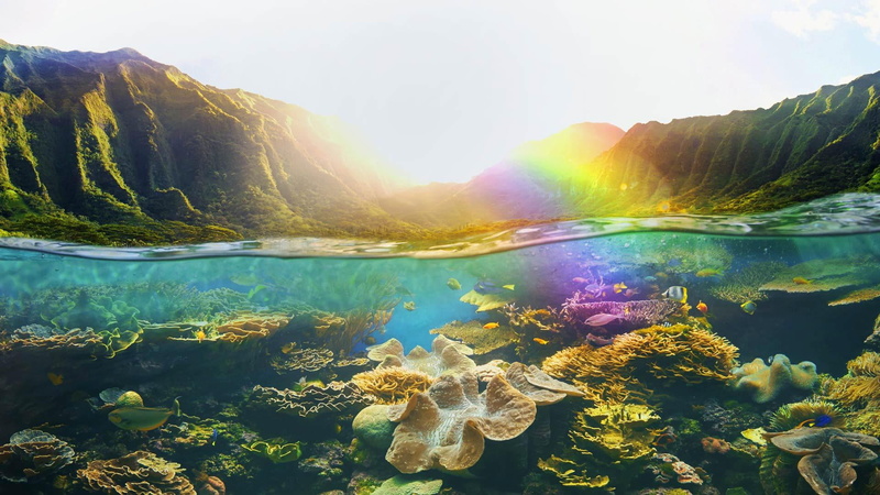 animal wildlife, animal themes, hawaii, nature, marine, beauty in nature, reef, coral, no people, underwater, animal, vertebrate, landscape, coral reef