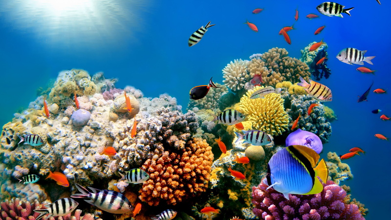reef, vertebrate, invertebrate, no people, fish, 4K, coral, best coral reef picture, ecosystem, marine, undersea, sea life, underwater, water, group of animals