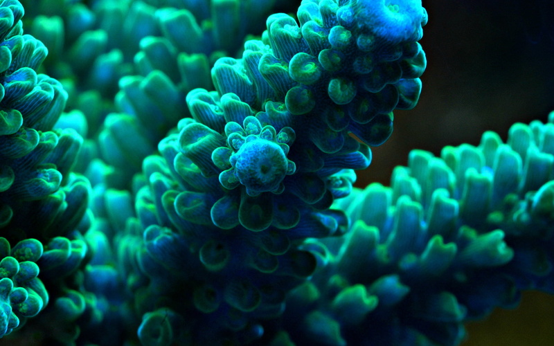 coral, animal, animal themes, turquoise, water, turquoise colored, sea life, close-up, invertebrate, animals in the wild, 1080P, nature, sea, marine, fish