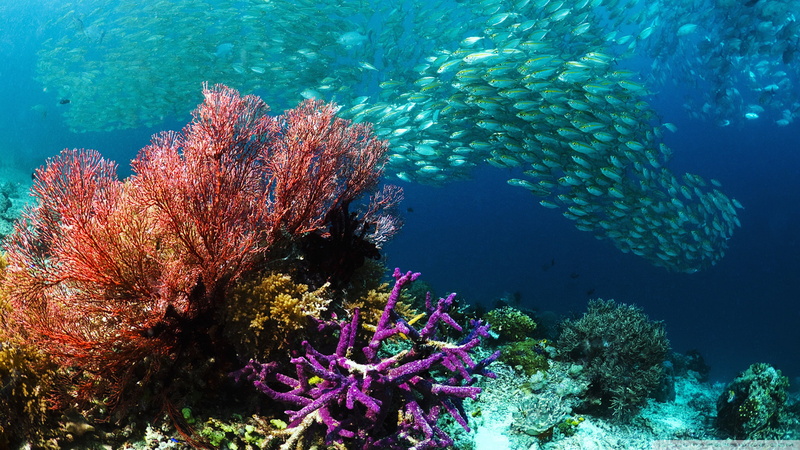 fish, animal wildlife, hd, coral, marine, underwater, swimming, ecosystem, school of fish, group of animals, water, invertebrate, no people, purity, vertebrate