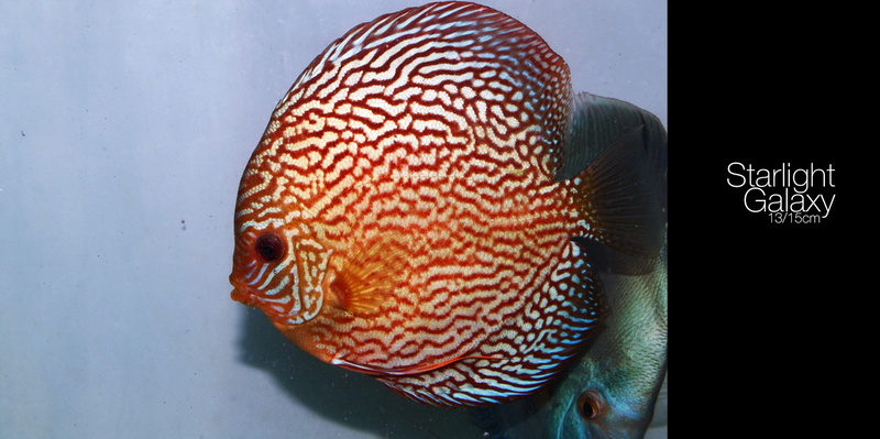 close-up, vertebrate, sea life, water, swimming, fish, animal, 1080P, science, nature, underwater, animal eye, undersea, sea, animals in the wild, animals
