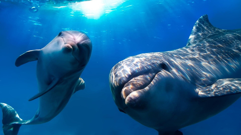 aquatic mammal, sunlight, no people, mammal, group of animals, aggression, dolphins, wilderness, animal themes, sea life, wildlife, fauna, animal wildlife