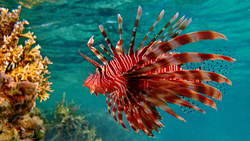 sea life, marine, swimming, one animal, saltwater fish, coral, underwater, vertebrate, invertebrate, animals, ecosystem, sea, poisonous, lionfish, animal wildlife