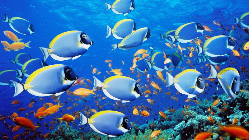 1080P, nature, no people, animals, coral, sea, saltwater fish, swimming, school of fish, animal wildlife, undersea, marine, sea life, school